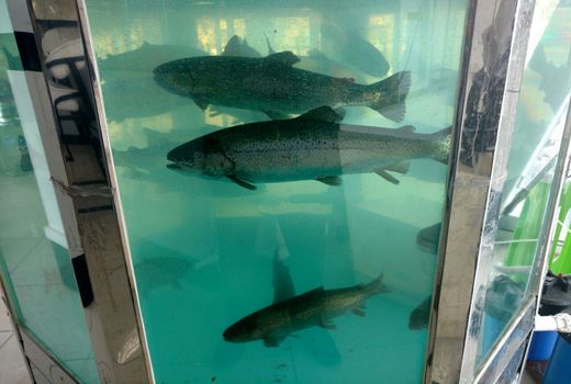 صدور و ساماندهی مجوزهای عرضه ماهی زنده در سطح استان آذربایجان شرقی