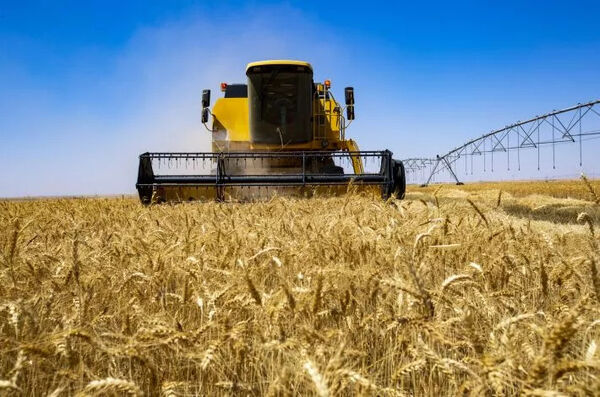275دستگاه کمباین، مشغول برداشت غلات از مزارع کشاورزی قزوین هستند