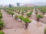 خسارت ۲۳۸ میلیارد تومانی به کشاورزان سیل زده کالپوش