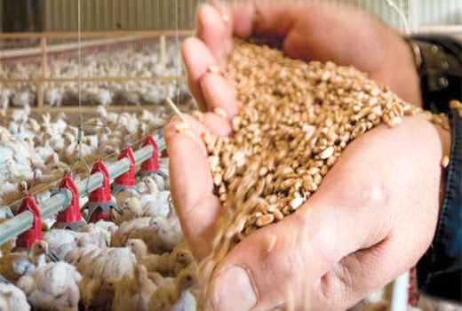 گفتند از ایران برو، ماندم و شغل ساختم 