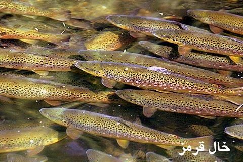ظرفیت لازم برای سرمایه گذاری ماهی قزل آلای خال قرمز در خراسان شمالی وجود دارد 