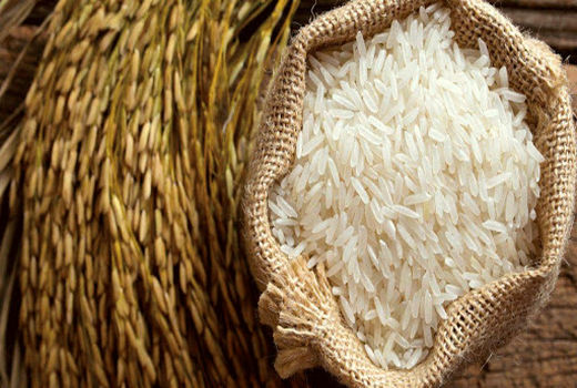 تولید 150 تن بذر گواهی شده برنج/ توصیه های کودی مرکز تحقیقات کشاورزی