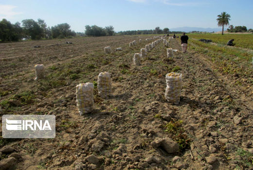 ۲۰۰ هکتار زمین زراعی مریوان زیر کشت سیب زمینی رفته است