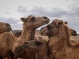 یزد، سومین تولیدکننده گوشت شتر در کشور