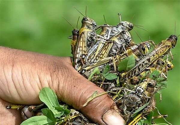 مبارزه بیولوژیک با ملخ با استفاده از ماکیان

