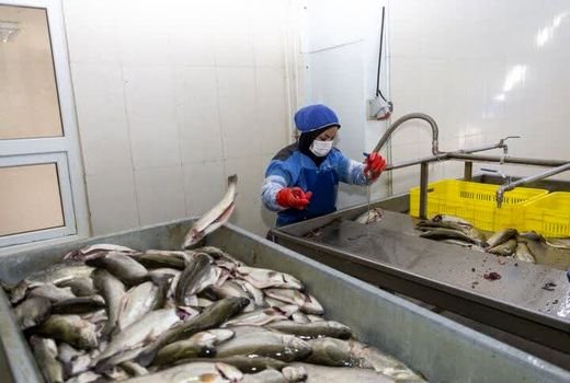 چهارمحال و بختیاری در زمره نخستین صادرکنندگان تخم ماهی قزل‌آلا