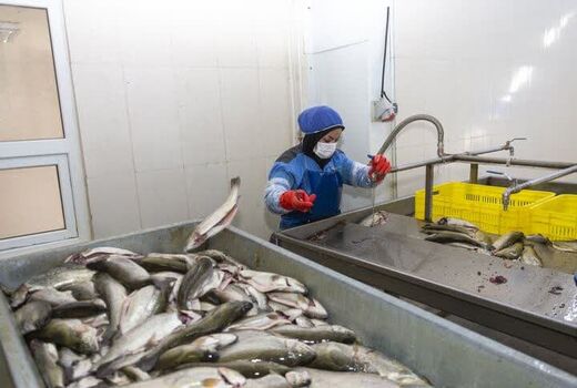 چهارمحال و بختیاری در زمره نخستین صادرکنندگان تخم ماهی قزل‌آلا
