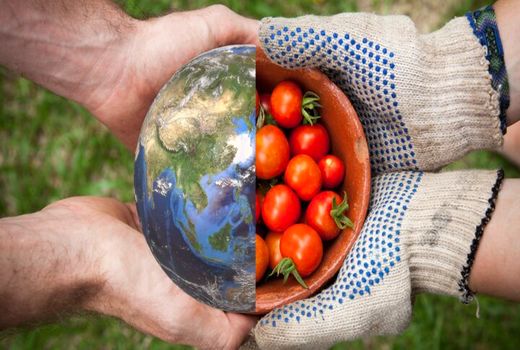 امنیت غذایی؛ ستون اصلی ثبات اقتصادی و اجتماعی  