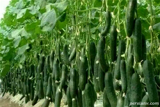 250 واحد گلخانه‌ای در خراسان شمالی فعالیت دارند