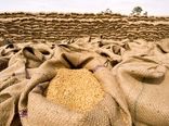  ۷۵۲ هزار تن گندم توسط تشکل‌های تعاون روستایی خریداری شد