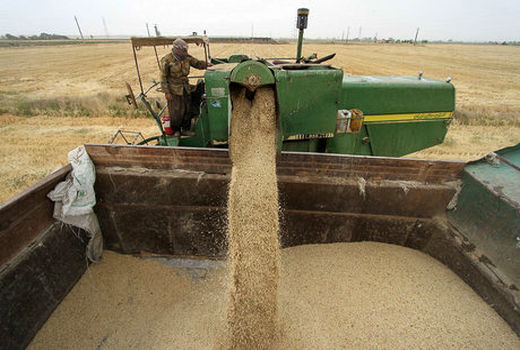تولید محصول جو در یزد ۱۰ درصد کاهش دارد