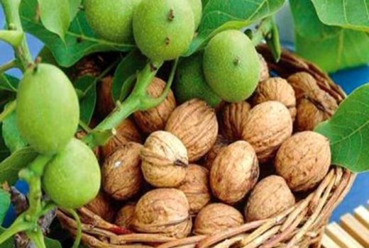 تولید 16 هزار تن گردوی خشک در استان کرمانشاه