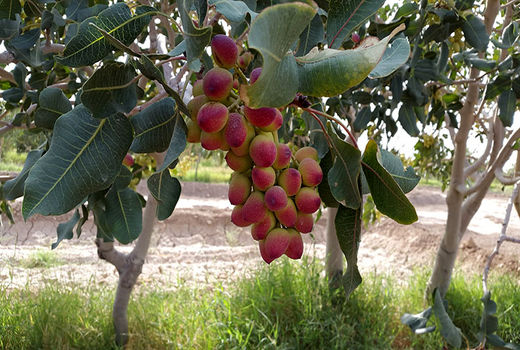 برداشت پسته در سیستان و بلوچستان آغاز شد