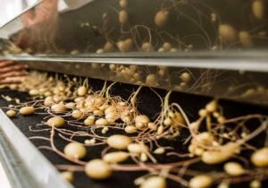 پیش‌بینی تولید ۹.۳ میلیون عدد مینی‌تیوبر سیب‌زمینی در سال جاری/ شناسایی بازار کشورهای همسایه برای توسعه صادرات