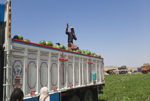 آغاز برداشت هندوانه در شهرستان اندیکا