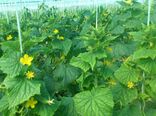  کشت گلخانه‌ای 10 برابر صرفه‌جویی آب دارد