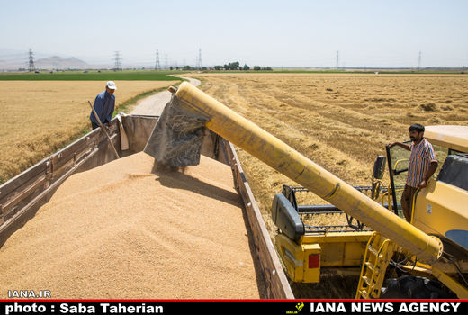 خرید تضمینی 62  هزار تن گندم از کشاورزان همدانی