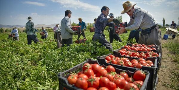۳۵هزار تن گوجه‌فرنگی مزارع استان بوشهر وارد بازار شد
