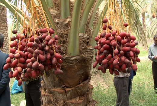 تولید بیش از 1800 تن خرما از نخلستانهای شهرستان ارزوئیه