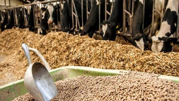 نهادههای دامی با مشارکت تشکلها و استانها توزیع میشود/ تسهیلات ویژه برای دامداریهای روستایی