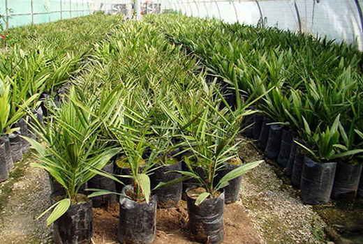 کاشت پاجوش بهاره در خرمشهر