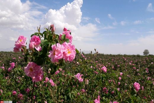 پیش بینی برداشت 50 تن گل تر در شهر بابک