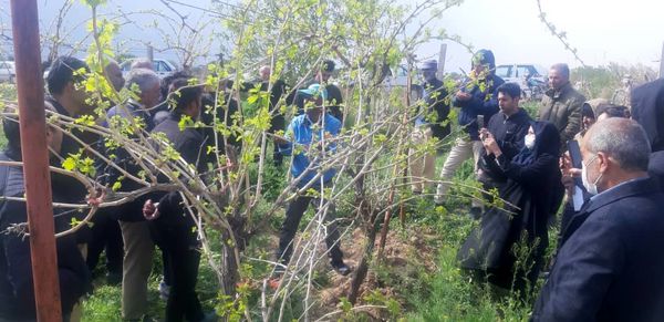 باغداران شهرستان تاکستان با اصول نوین هرس انگور در باغات آشنا شدند