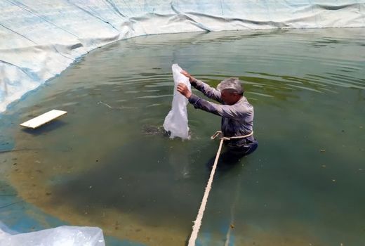 برای نخستین بار در عجب‌شیر؛ آغاز پرورش ماهی در استخرهای کشاورزی