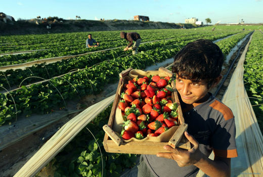 وجود بیش از 360 نوع فرصت شغل در بخش کشاورزی