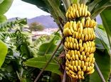 کاهش منابع آب زیرزمینی زنگ خطر برای باغات گرمسیری