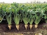 پیگیری کشت متراکم و کشت نشایی برای محصول چغندر قند