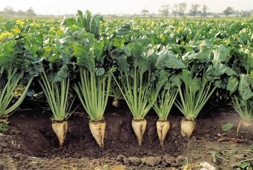 امسال استقبال از کشت چغندر قند در خراسان رضوی زیاد خواهد بود