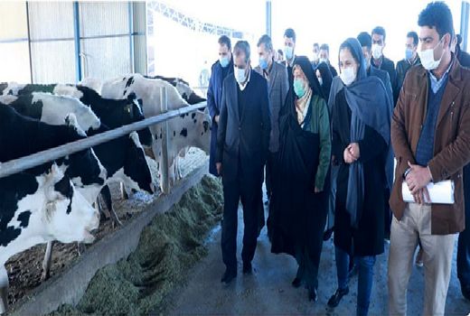 بازدید معاون رییس جمهور از یک واحد دامداری در شهرستان بویین زهرا