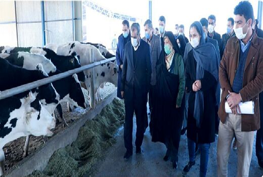 بازدید معاون رییس جمهور از یک واحد دامداری در شهرستان بویین زهرا