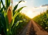 افزایش ۴۰ درصدی عملکرد ذرت شیرین با نانوسلنیوم و قارچ‌های زیستی در ایران