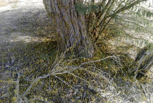 مبارزه باملخ صحرایی دربیش از53 هزارهکتارازمراتع سیستان وبلوچستان