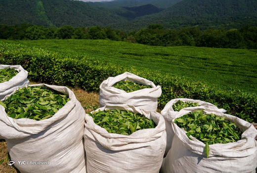 خرید برگ سبز چای از ۹۸ هزار تن گذشت / ۲۶ هزار تن چای خشک مورد نیاز از تولید داخل تأمین می‌شود 