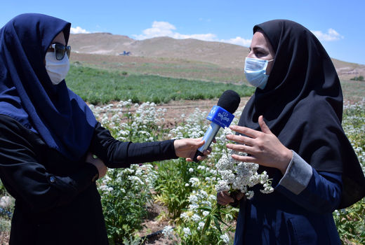 اشتغالزایی بانوی مراغه ای در زمینه کشت گیاهان دارویی برای ۲۰ نفر
