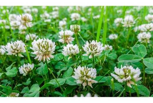 کشت شبدر در 2400 هکتار مزارع قائم شهر