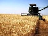 برداشت حداکثر ۶۷ تن گندم از مزارع شرق اصفهان