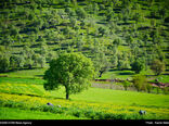 اجاره مراتع ممنوع است 