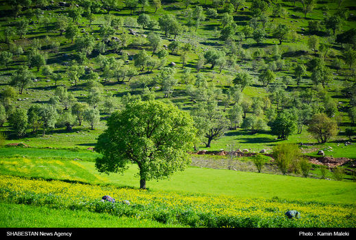 اجاره مراتع ممنوع است 