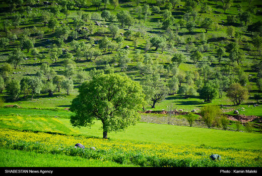 اجاره مراتع ممنوع است 