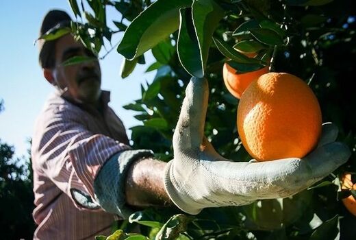 ​کاهش قیمت با ورود میوه‌های پاییزه