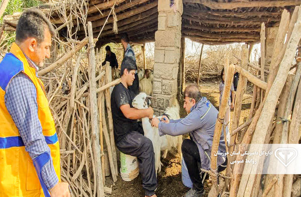 آغاز طرح سراسری واکسیناسیون تب برفکی دام‌های دزفول