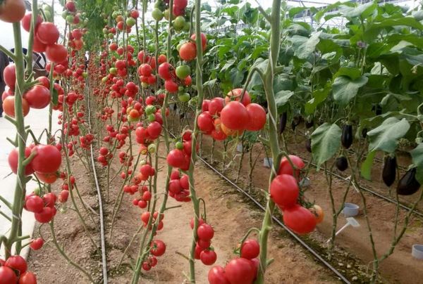 توسعه کشت گلخانه در هرمزگان با تسهیلات 1000 میلیارد تومانی کلید خورد/ 5500 هکتار کشت گلخانه در هرمزگان