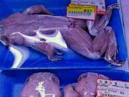 تکذیب فروش و عرضه گوشت قورباغه در برخی فروشگاه‌های شهر تهران