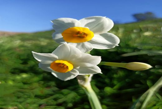 آغاز برداشت گل نرگس در شهرستان دره شهر 