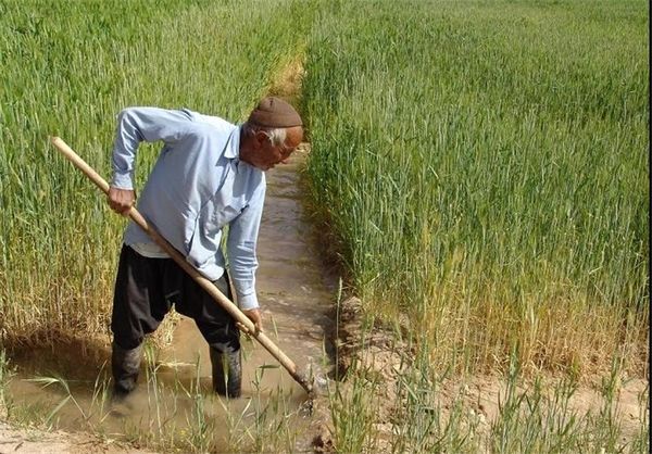 پیش‌بینی کاهش تولید جو در کشور/ استفاده از پنج رقم مقاوم به سرما در سال زراعی آینده
