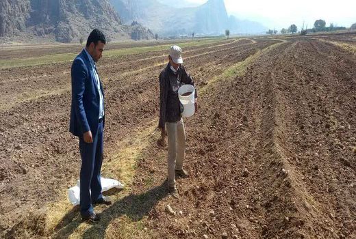 گیاه روغنی کاملینا نخستین بار در شهرستان لردگان کشت شد